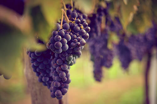 - Uvas 01