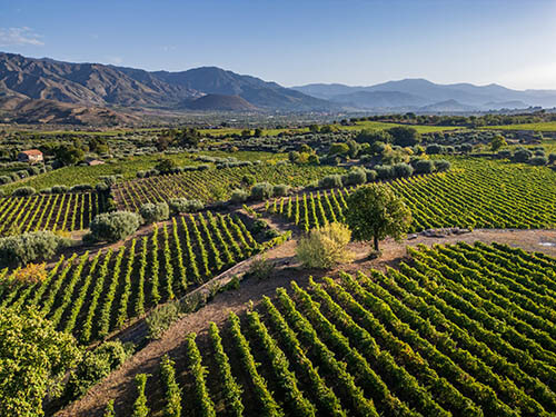vinhedo-sicilia